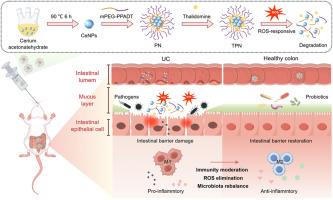A ROS-responsive nanocarrier co-delivering cerium nanozymes and thalidomide for synergistic ulcerative colitis therapy
