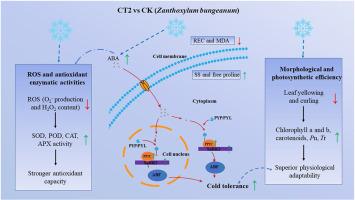 Homeostasis of phytohormones is involved in cold resistance of Zanthoxylum bungeanum maxim