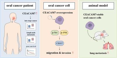 CEACAM7 enhances oral cancer metastasis by upregulating CD317 expression