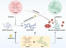 Heme and lithospermic acid synergistically inhibit aggregation of human islet amyloid polypeptide: A novel hIAPP inhibitor for the potential therapy of type 2 diabetes