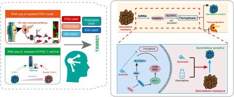 Auranofin facilitates gemcitabine sensitivity by regulating TXNRD1-related ferroptosis in pancreatic ductal adenocarcinoma