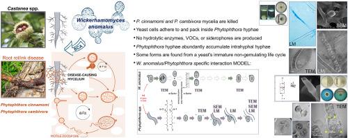 Wickerhamomyces anomalus is a predator of the Castanea spp. ink disease-causing oomycetes Phytophthora cinnamomi and P. xcambivora. Based on morphological evidence, a model illustrating a specific mode of action is provided
