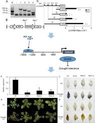 SlIAA9 negatively regulates tomato (Solanum lycopersicum) tolerance to drought stress