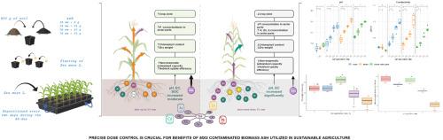 Evaluation of ash derived from conversion of contaminated Miscanthus × giganteus biomass as a soil amendment: impacts on soil parameters and physiological characteristics of Zea mays L.