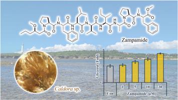 Zampamide: A lipopeptide isolated from Caldora sp. marine cyanobacterium