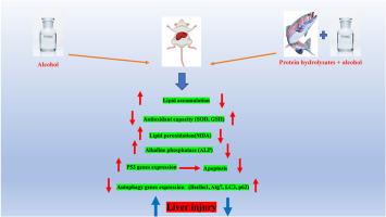 Mitigating alcohol-induced liver oxidative stress and dysregulated autophagy with protein hydrolysates derived from rainbow trout by-products