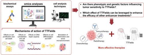 Selective antitumor activity of Tumor Treating Fields (TTFields) involving molecular factors in cancer cells and tumor microenvironment