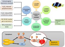 Assessment of immune and pro-apoptotic functions of mitogen-activated protein kinase-interacting kinase 2 (MKNK2) in yellowtail clownfish (Amphiprion clarkii)