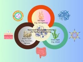 Seaweed-derived polysaccharides: Multifunctional biomaterials for gut health and wound healing applications