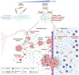 Impact of senescent fibroblasts secretome in ovarian cancer dissemination