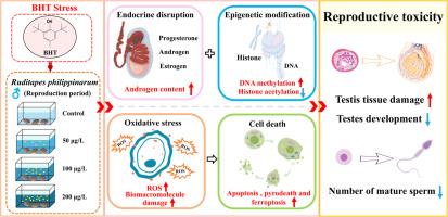 Mechanism of reproductive toxicity of BHT on male Ruditapes philippinarum: epigenetic - testis development and oxidative damage - cell death