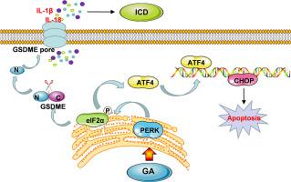 Glycyrrhetinic acid orchestrates ERS-pyroptosis crosstalk to elicit immunogenic cell death in hepatocellular carcinoma