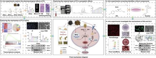 Psoraleae Fructus combined with Walnut kernels improves postmenopausal osteoporosis by inhibiting ferroptosis through the Nrf2/GPX4/SLC7A11 pathway