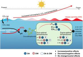 Elevated pCO2 and temperature levels modulate the ratios of the photosynthetic methane production to CO2 fixation in the coccolithophorid Emiliania huxleyi