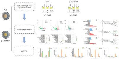 Role of the OTAbZIP gene in regulating growth and OTA production in Aspergillus westerdijkiae fc-1 under osmotic stress