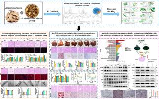 Angelica sinensis and Scutellaria baicalensis synergistically alleviates metabolic dysfunction-associated steatohepatitis via promoting adipose tissue-to-liver tissue communication