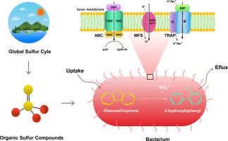 Microbial transport systems of organic sulfur compounds: Diversity and implications for biocatalysis, healthcare, and environmental biotechnology