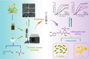 Deep eutectic solvent extraction of chlorogenic acid from dandelion with ultrasonic-assisted: Process optimization, purification, and bioactivity