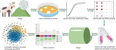 Mitigation of tetracycline resistance genes in silage through targeted lactic acid bacteria inoculation