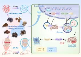FoxO1/PINK1/Parkin-dependent mitophagy mediates the chondroprotective effect of Guzhi Zengsheng Zhitong decoction in osteoarthritis