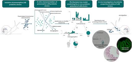 Revealing probiotic properties of Lactiplantibacillus plantarum and Enterococcus faecalis in Cornu aspersum animal model