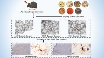 Network pharmacology combined with experimental verification for exploring the potential antidepressant mechanism of Traditional Chinese Medicine Buyang Huanwu Decoction in lipopolysaccharide-induced depressed mouse model