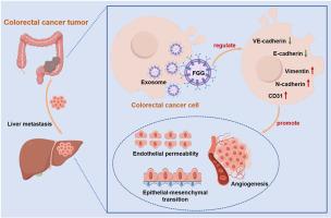 Exosomal FGG promotes colorectal cancer liver metastases through inducing angiogenic pre-metastatic niche formation