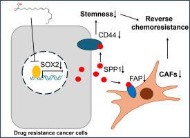 Alpha-linolenic acid reverses colorectal cancer drug resistance by suppressing secreted phosphoprotein 1 expression and tumor stemness