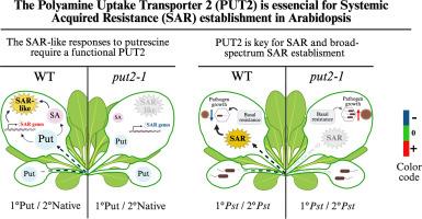 Polyamine uptake transporter 2 is essential for systemic acquired resistance establishment in Arabidopsis