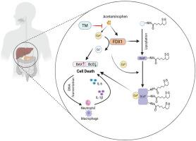 Targeting cuproptosis by FDX1 in acetaminophen-induced liver injury
