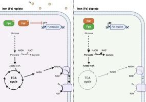 Fermentative growth decreases the iron demand of Staphylococcus aureus