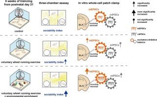 Voluntary exercise combined with environmental enrichment during adolescence promotes sociability and maintains excitation-inhibition balance of Amygdala’s synaptic transmission in mice