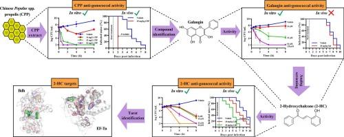 2-Hydroxychalcone is a gonococcal-specific antimicrobial with activity against elongation factor Tu and butanediol dehydrogenase