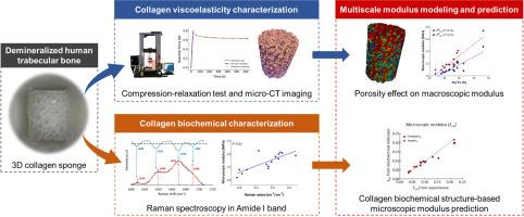 Multiscale modeling of viscoelastic behavior in demineralized human trabecular bone