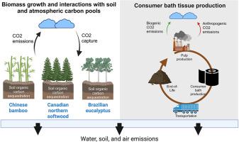 Comparative life cycle assessment of bamboo-containing and wood-based hygiene tissue: Implications of fiber sourcing and conversion technologies
