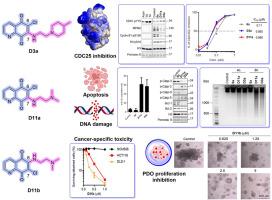 Quinoline-5,8-dione CDC25 inhibitors: Potent anti-cancer agents in leukemia and patient-derived colorectal organoids