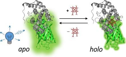 Multi-photon fluorescence-lifetime imaging of a genetically-encoded heme sensor