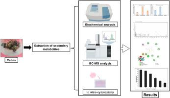 Bio-efficacy of Hedyotis sithiravaraiensis callus extract: A stepwise evaluation through phytochemical profiling, antioxidant activity, molecular docking, and cytotoxicity