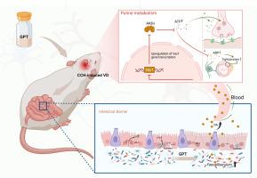 Guipi Tang alleviates vascular dementia by regulating purine metabolism via gut microbiota-derived pantothenic acid