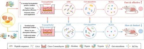 The superiority of non-gastrointestinal hydrolysis in preparing egg white-derived peptides for orally colitis mitigation: Transepithelial transport and microbiota regulation