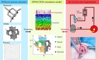 Energy-based multiphase CFD framework integrating DPM and CIEM for predicting dynamic cell adhesion in porous scaffolds