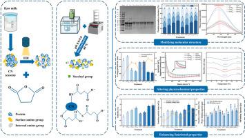 Irradiation co-succinylation modification of caprine casein: Impact on physicochemical properties, molecular structure, and functional properties