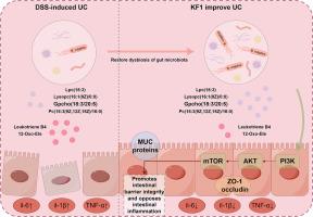 Kaji-ichigoside F1 alleviates the effect of ulcerative colitis: An integrated strategy of gut microbiota, metabolomics, and transcriptomics