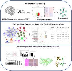 Potential small-molecule compounds and targets for Alzheimer's disease: Integrating bioinformatics analysis and in vitro verification