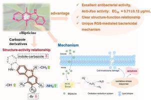 Natural-product repurposing for novel reactive oxygen species inducer discovery: bactericidal profiling and structure-activity relationship of ellipticine and its analogs