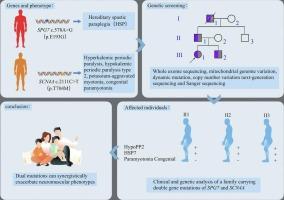 Genetic analysis of a family with skeletal muscle ion channelopathy and hereditary spastic paraplegia type 7 caused by SCN4A and SPG7 double mutations