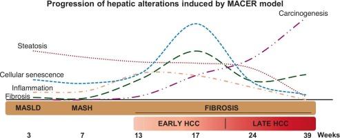The progression of metabolic dysfunction-associated steatotic liver disease toward hepatocellular carcinoma in an efficient rat model