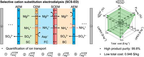 Selective cation substitution electrodialysis enables direct production of high-purity magnesium aspartate: quantification of ion transport