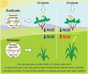 Assessing the cell wall nitrogen use efficiency – Can the differences between cell wall architectures contribute to the nitrogen economy of plants?