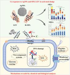 Enantioselective interactions of silver nanoparticles and chiral antibiotics in driving resistance evolution in activated sludge